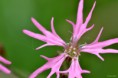 /album/macro/dsc-0913-jpg/