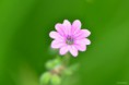 /album/macro/dsc-0919-jpg/