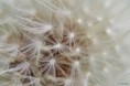 /album/macro/dsc-0936-jpg/