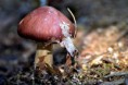 /album/macro/dsc-2216-jpg/