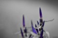 /album/macro/dsc-1810-b-jpg/