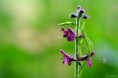/album/macro/dsc-2266-jpg/