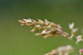 /album/macro/dsc-2259-jpg/