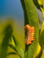 /album/macro/dsc-3142-jpg/