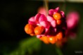 /album/macro/dsc-3877-jpg/