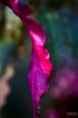 /album/macro/dsc-3885-jpg/