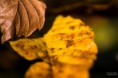/album/macro/dsc-3881-jpg/