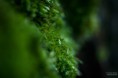 /album/macro/dsc-3892-jpg/