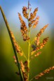 /album/macro/dsc-3903-jpg/