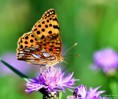 /album/macro/dsc-1719-jpg1/