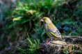/album/galleria-fotografica/verdone-24022018-3-jpg/
