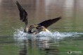 /album/galleria-fotografica/cormorano-08042018-10-jpg/