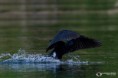 /album/galleria-fotografica/cormorano-25042018-8-jpg/
