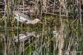 /album/galleria-fotografica/tarabusino-29072018-133-jpg/